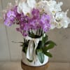  Luxury Orchid Arrangement in Marble Pot
An exquisite mix of white and