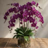 Purple orchid plant in a glass vase with pebbles