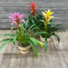 Three potted bromeliad plants with pink, red, and yellow blooms
