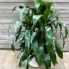 Potted green dracaena plant in a white woven basket