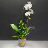 White orchid plant in a gray pot with a gold bee decoration