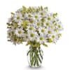 The iconic daisy, with its golden center, symbolizes purity, innocence, and new