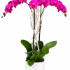 Pink orchids arranged in a white pot with green succulents