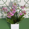 Pink orchid plant in a white square pot