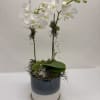 Two graceful stems of short white Phalaenopsis orchids create a serene focal