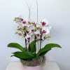 Ceramic Phalaenopsis Orchid Planter. Color may vary.