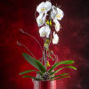 White orchids in a red pot with pinecones and ornaments