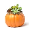 Succulents arranged in a pumpkin-shaped container