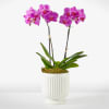 The most popular variety of this plant, the Phalaenopsis orchid makes a