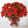 Poinsettias make any home feel ready for the holidays with their classic