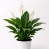 Potted peace lily with white blooms in a white container