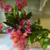 Pink orchid arrangement in a woven basket with a ribbon bow