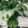 Large potted fiddle leaf fig plant in a gray planter