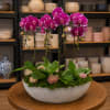 Magenta orchids and succulents arranged in a shallow white bowl