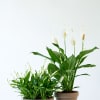 Two potted peace lily plants with white blooms in simple clay pots