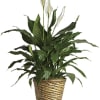 Potted peace lily plant with white blooms in a woven basket