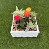 Succulent arrangement in a white square planter with colorful cactus tops