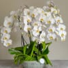 White orchid arrangement in a textured ceramic bowl
