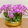 Pink orchid arrangement in a gold bowl with succulents