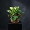 Bring the beauty of nature indoors with our lush Dish Garden Basket.