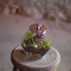 Small terrarium in a glass container on a wooden stool