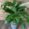 Potted green houseplant with broad glossy leaves in a metal bucket with twine bow