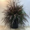 Potted ornamental grass with long burgundy and green blades