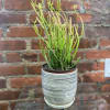 Potted succulent with thin green stems in a striped ceramic pot