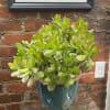 Potted succulent plant with thick green leaves in a blue ceramic pot