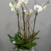 White orchids in a blue ceramic vase with curly branches