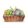 Select this square succulent planter that features a variety of succulents. 