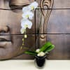 White orchid arrangement in a black vase with broad green leaves