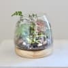 Mixed media live terrarium