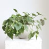 Potted green plant with trailing serrated leaves in a white ceramic pot