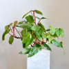 Potted leafy green plant in a white textured container