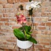 Potted orchid arrangement with white and pink blooms in a white container
