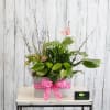 Potted green plant arrangement with a pink ribbon and butterfly pick