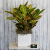 A fiery Croton would be the perfect addition to any office space