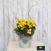 A yellow Kalanchoe plant is presented in a classic, galvanized container, with