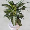 Introducing our stunning Aglaonema Plant, a true gem for any indoor space
