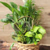 Introducing our Tranquil Oasis Dish garden, a serene blend of lush greenery