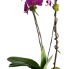 The Linda Orchid plant is a double phalaenopsis orchid plant can be