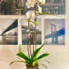 White orchid arrangement in a gold vase with broad green leaves