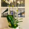 White orchids in a white ribbed pot with broad green leaves