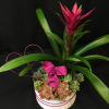 Tropical getaway in a pot.  Living and long lasting succulents and
