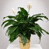Potted peace lily with white blooms in a woven basket