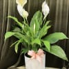 Large live peace lily plant in an off white container with ribon.