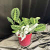 Live green monstera houseplant in a pretty embossed tin container with neutral
