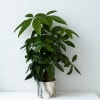 Potted green houseplant with broad leaves in a white marble-look planter