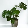 Potted monstera plant with large split green leaves in a decorative metal container